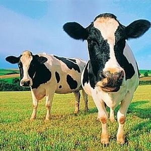 Meet your Posher, Mandy